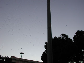 The swallows return to Roma Termini?