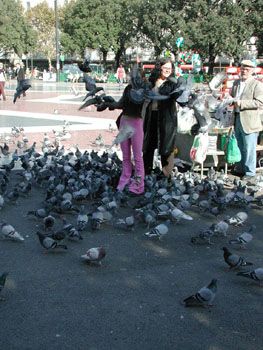 Killer pigeons!